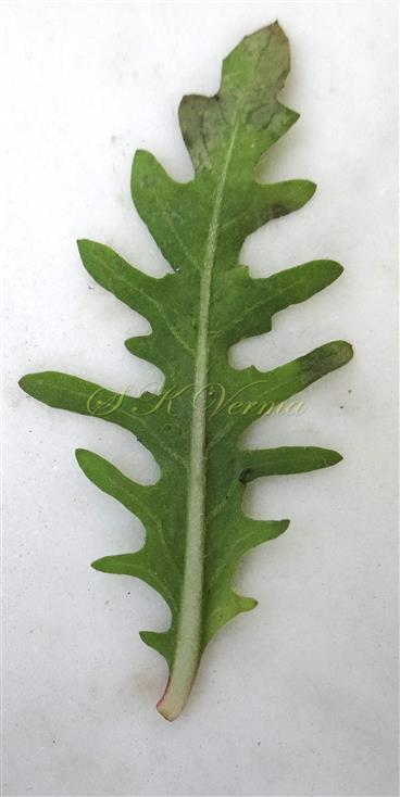  Leaf